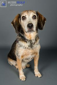 Forrester's adoption page photo shoot. Picture by Suzie Wolf Photography.